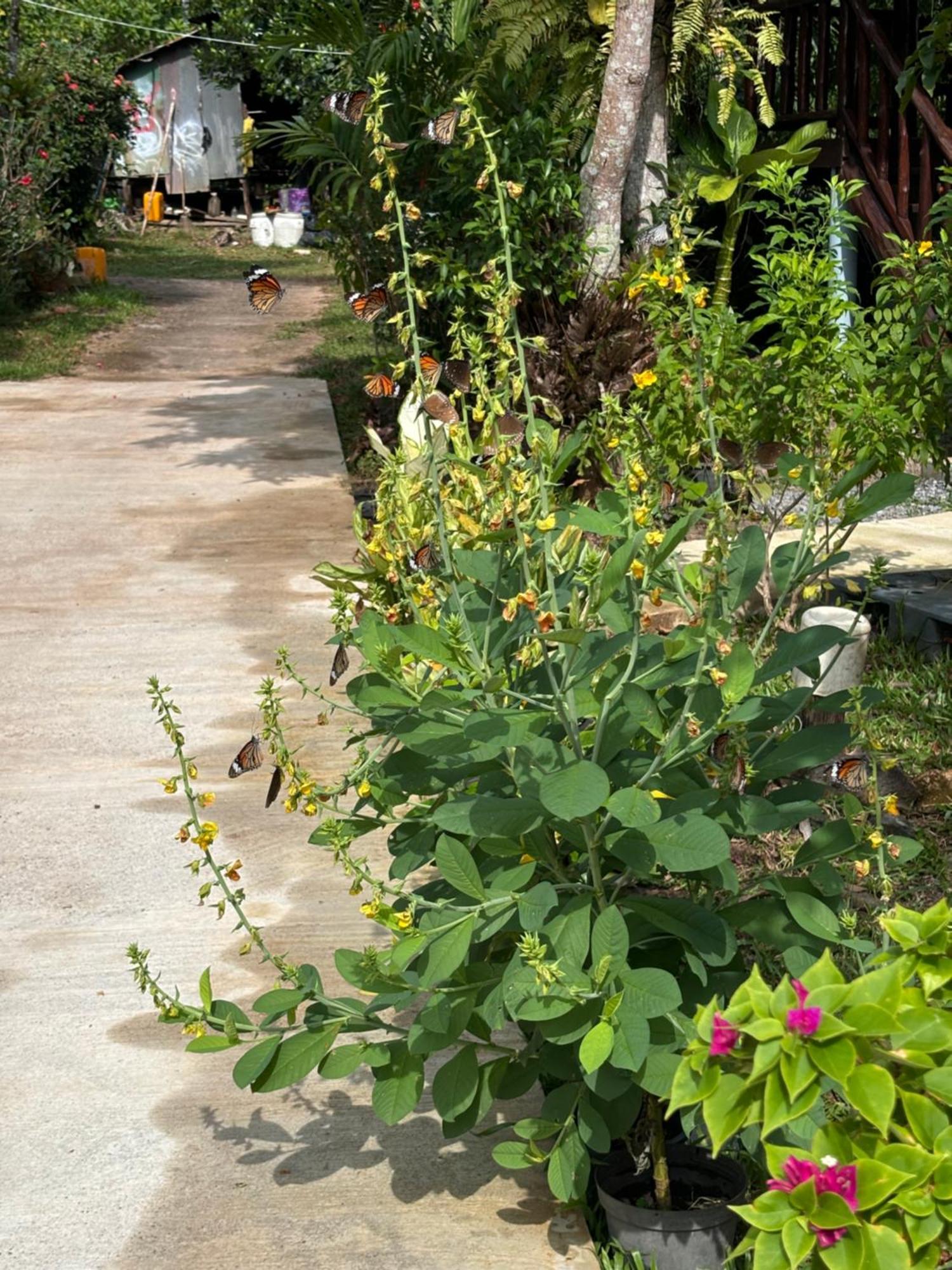 Mookdaman Bungalow Koh Yao Yai Eksteriør billede